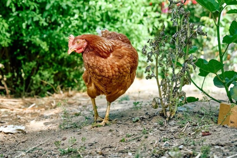 Vrij lopende kip in een ren - kippen verzorgen op het juiste manier met voldoende ruimte en bewegingsvrijheid