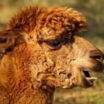 Alpaca wandeling met Jennifer: vriendelijke alpaca's lopen door de natuur terwijl bezoekers van dichtbij deze lieflijke diere