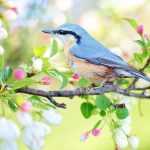 Gedroogde meelwormen als voedsel voor vogels - natuurlijk en rijk aan eiwitten