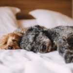 Hond rustend op een comfortabel hondenmatras of hondenkussen in huis