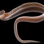 Nematoden aaltjes die engerlingen van meikevers bestrijden in de tuinbodem
