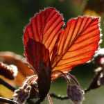 Rode beuk met diep rood blad in de tuin