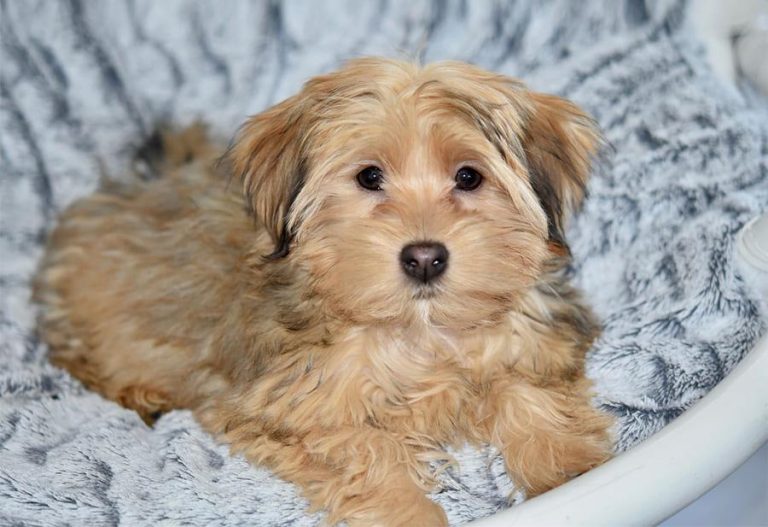 Bichon Havanais hond met witte krullige vacht, een klein elegant hondenras voor gezinnen