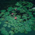 Prachtige tuin met een nieuw aangelegde vijver met waterplanten en natuurlijke omgeving