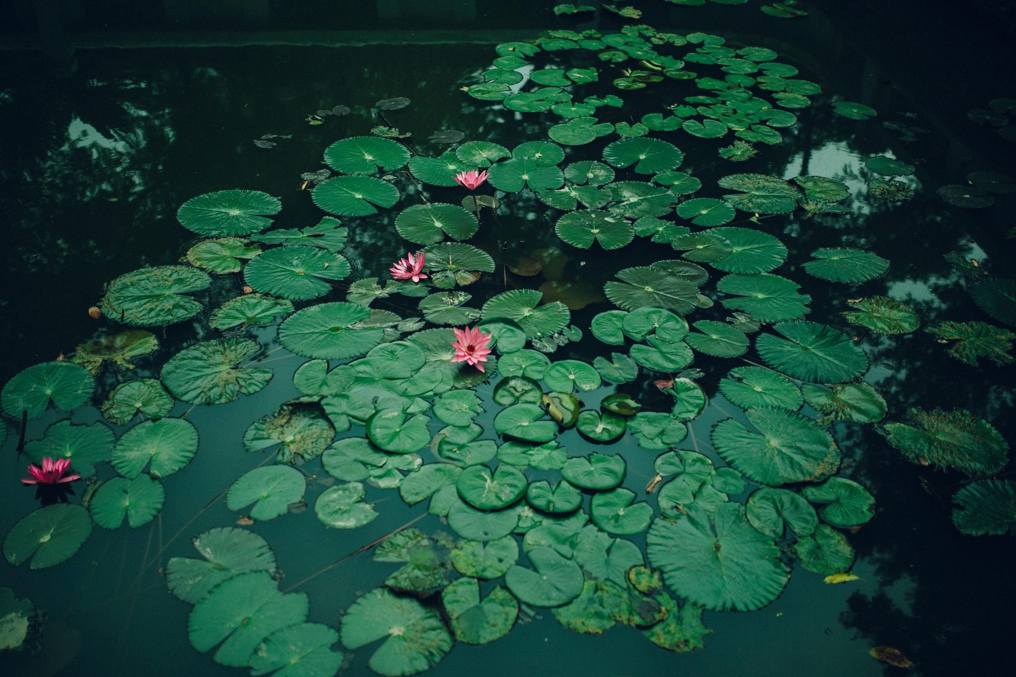 Prachtige tuin met een nieuw aangelegde vijver met waterplanten en natuurlijke omgeving