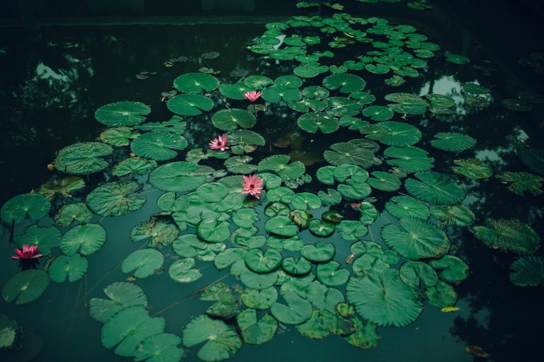 Prachtige tuin met een nieuw aangelegde vijver met waterplanten en natuurlijke omgeving