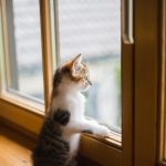Professionele glasbewassing met streeploze schone ramen en gespecialiseerde apparatuur voor veilige reiniging op hoogte