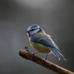 Correct vogelnet ophangen met aandacht voor dakrand en goot, geeft strakke aansluiting zonder kieren