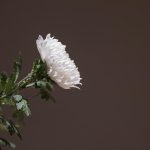 Rouwbloemen bezorgen: voorbereiding van locatie en bloemstuk voor bezorging bij uitvaartlocatie